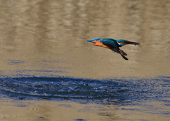 ダイブ　２/２７❹