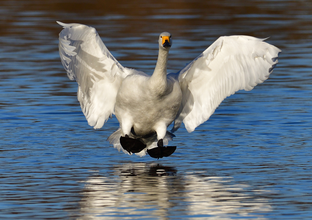 コハクチョウ　１/２０❼