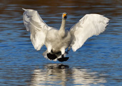 コハクチョウ　１/２０❼