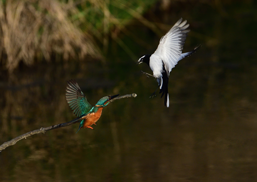 セグロセキレイが・・・・・❹