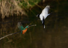 セグロセキレイが・・・・・❹