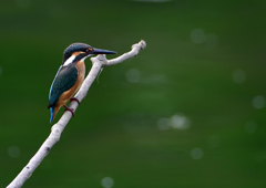 いつもの公園　７/１９➈