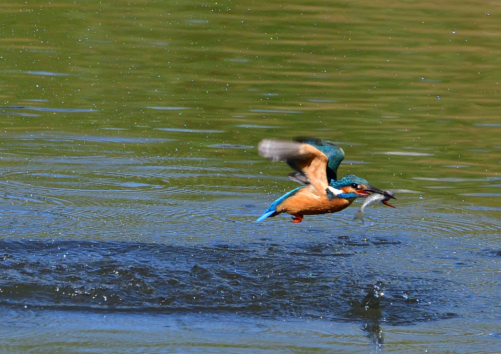 魚を・・・・・・　５/１４❷