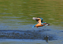 魚を・・・・・・　５/１４❷