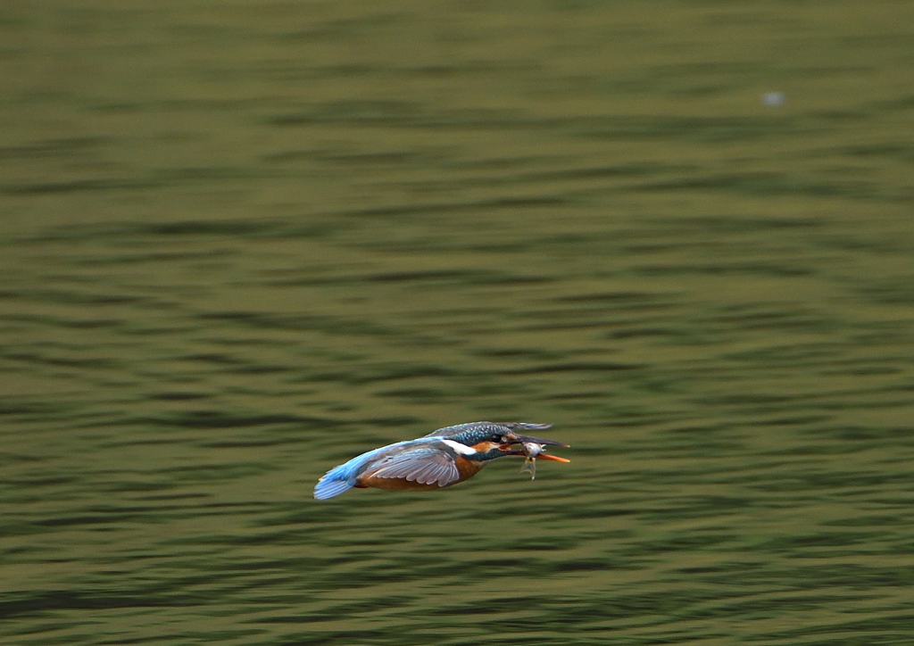 魚を・・・・　５/２０❻