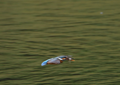 魚を・・・・　５/２０❻