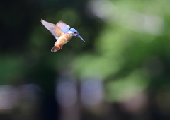 ホバる　７/２３❸