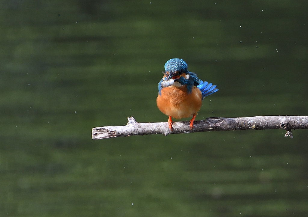 止まり木　５/１８❹