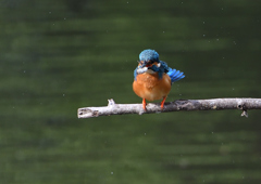 止まり木　５/１８❹