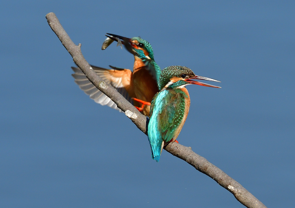 給餌　３/２３❶