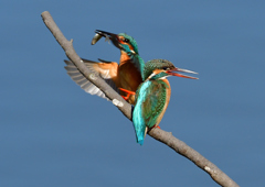 給餌　３/２３❶