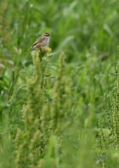 セッカ　５/３❷