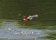 ダイブ　６/６❽