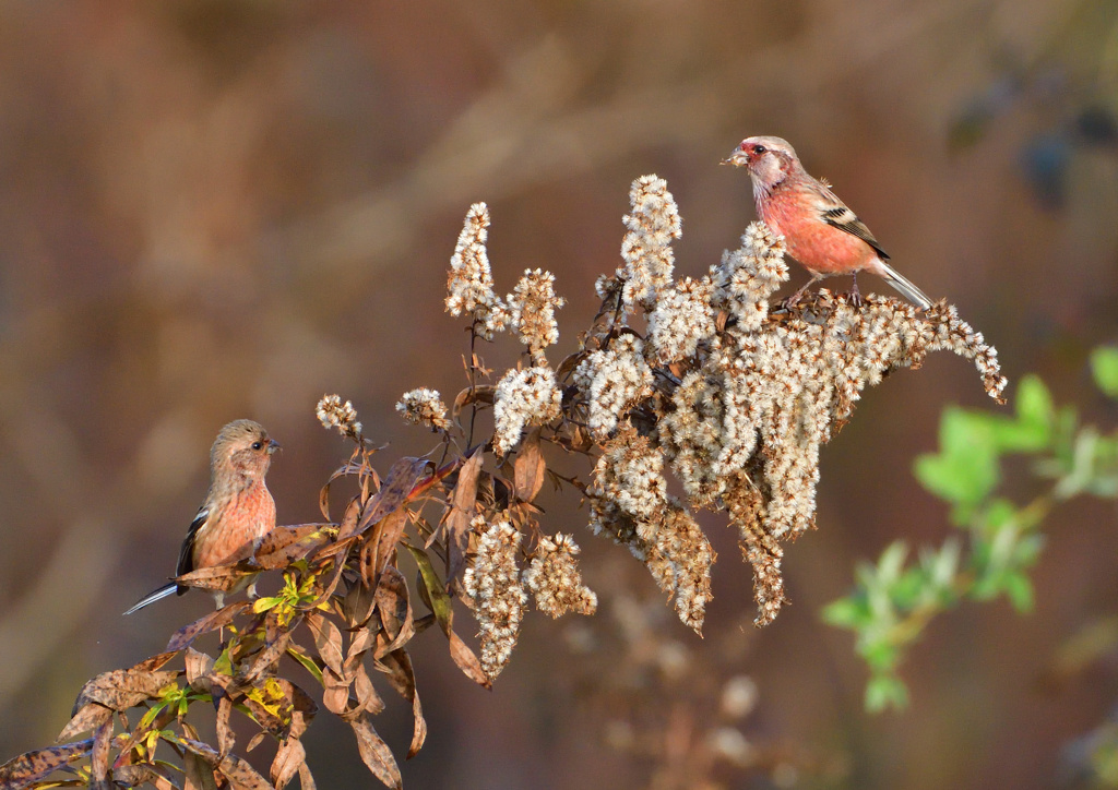 赤い鳥　１２/１２❶