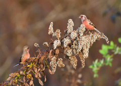 赤い鳥　１２/１２❶