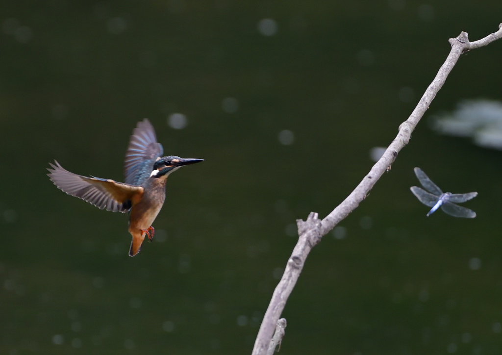 止まり木　７/３１①