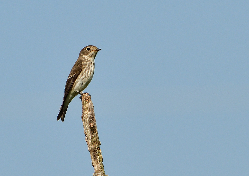 エゾビタキ　１０/１