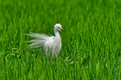 チュウサギ　７/１０❷