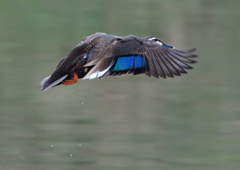 カルガモ　３/１９❷