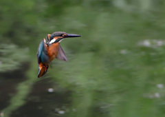 ホバリング　７/２９②