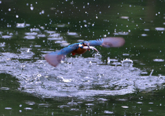 いつもの公園　５/２６❽