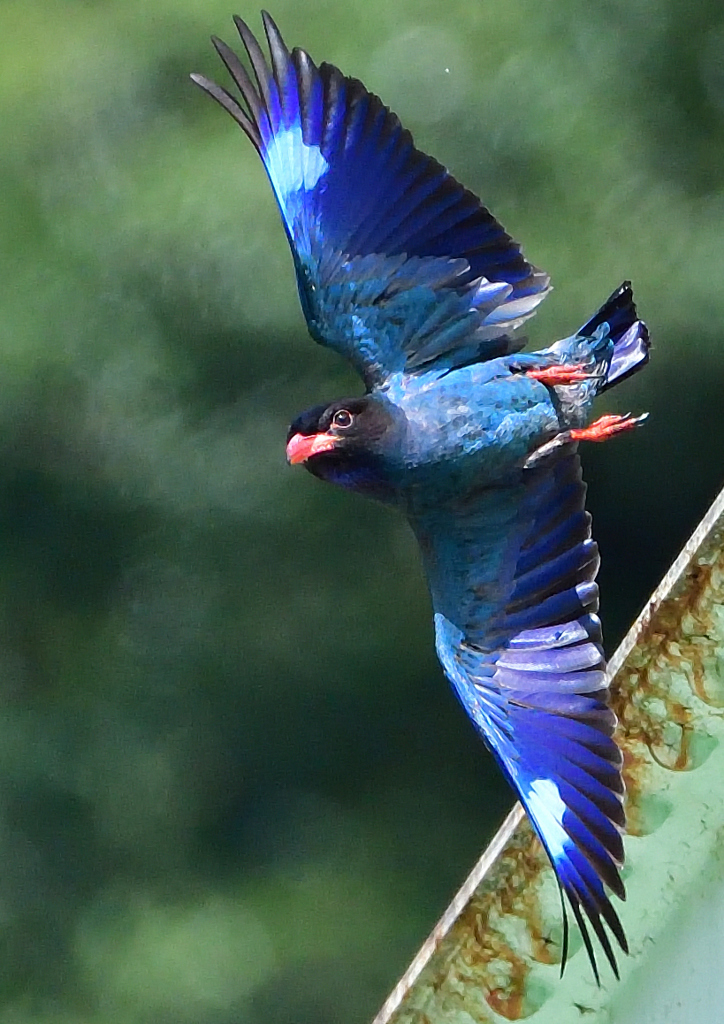 ブッポウソウ　７/２❸