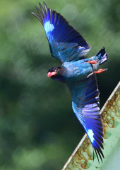 ブッポウソウ　７/２❸