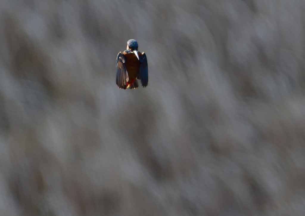 ホバ　３/１９❶