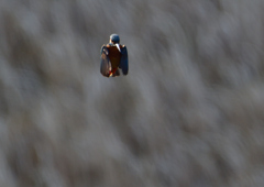 ホバ　３/１９❶