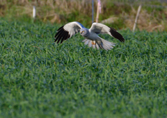 ハイイロチュウヒ　３/１３❺