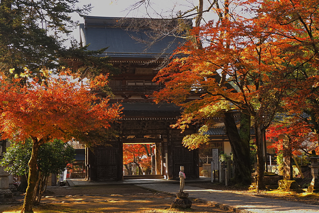 山門の紅葉　１１/２０