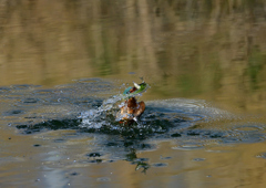 魚を・・・・❶