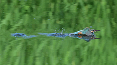 バタフライ・・・・　８/１０