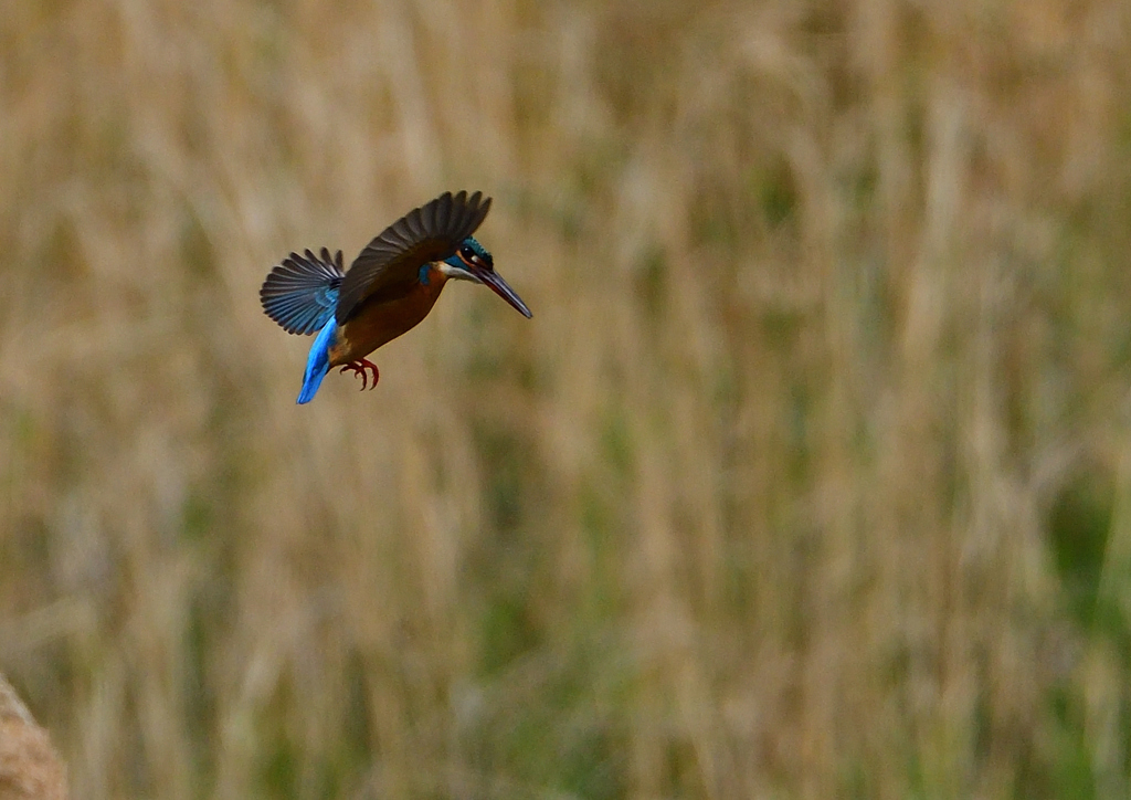 ホバ　４/２１❽