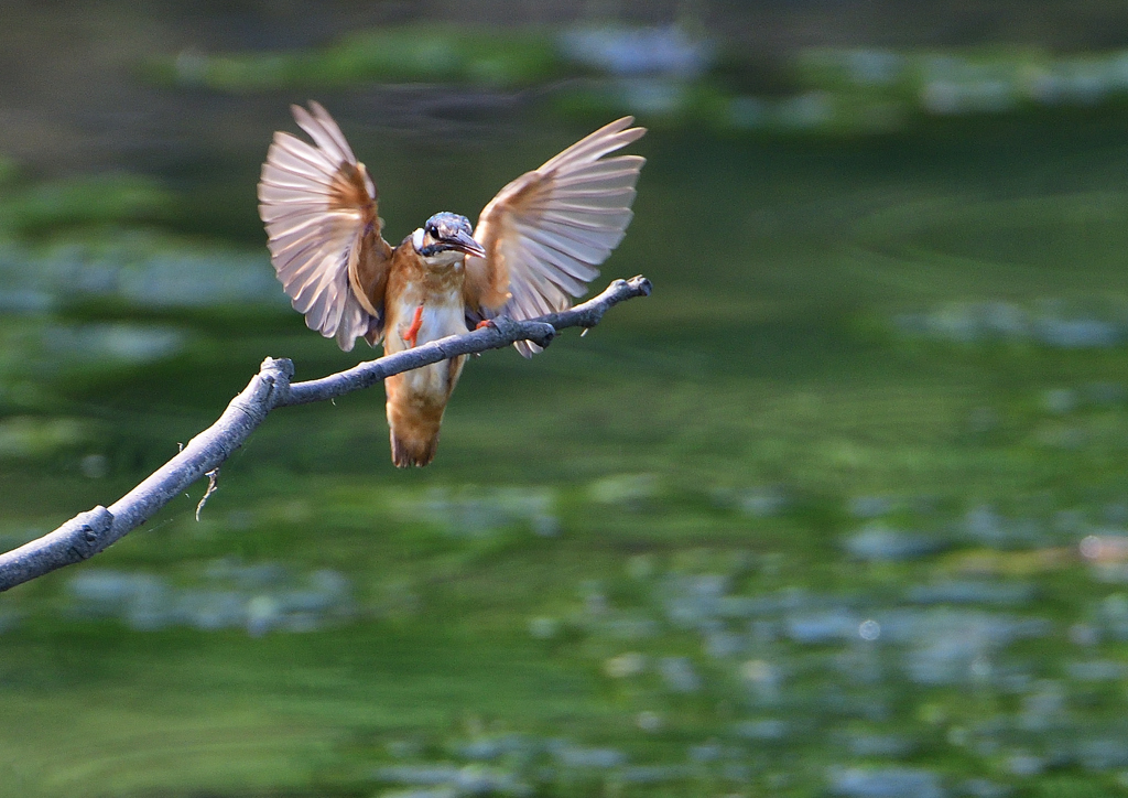 止まり木　８/１７❷