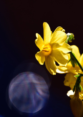 黄梅　３/１６❷