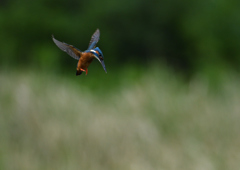 ホバ　５/２０❷