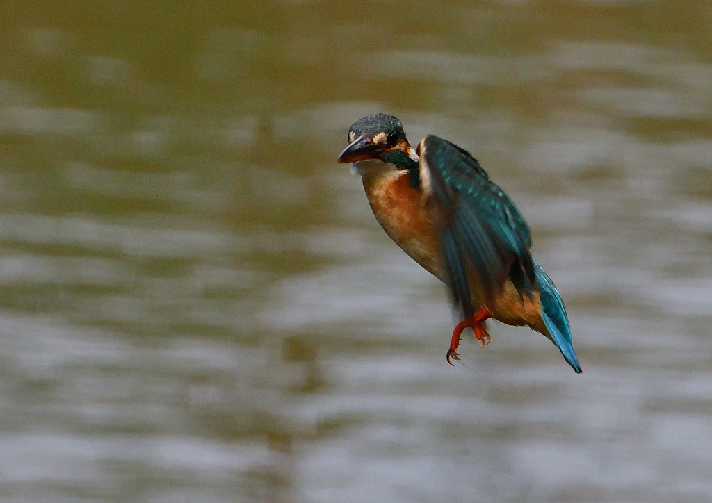 ホバ　５/１８❶