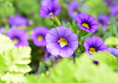 初夏に咲く　６/４❻