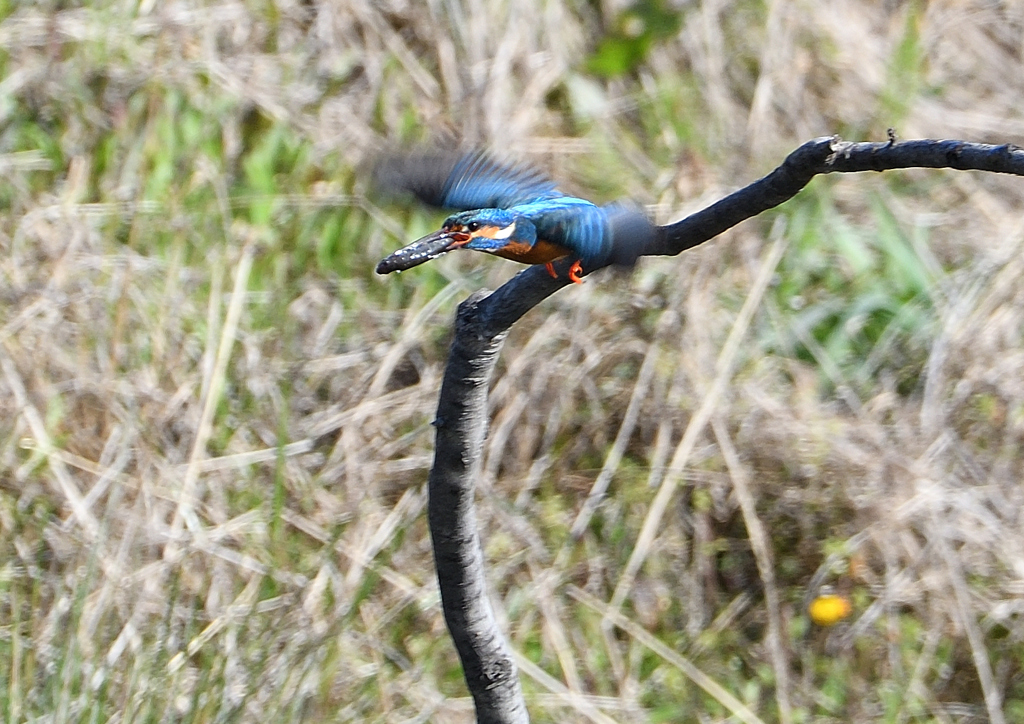 メスのところに　4/16