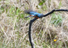 メスのところに　4/16