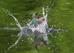 ダイブ　５/１２❶