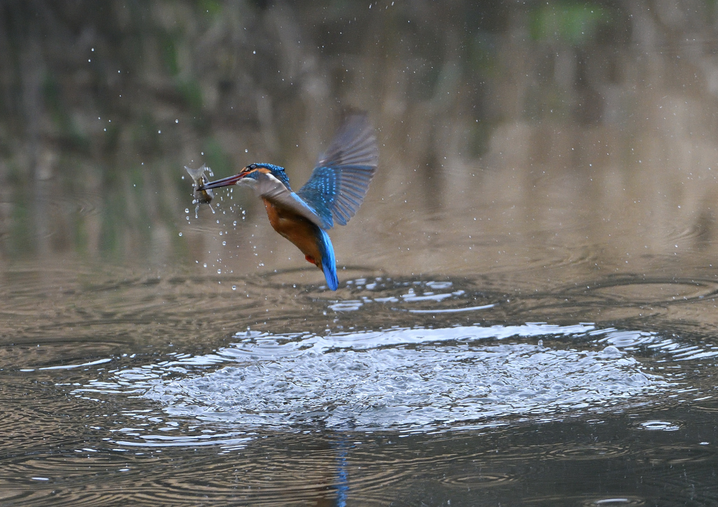 ダイブ　４/１２❶