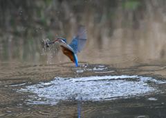 ダイブ　４/１２❶