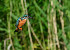 ホバ　５/１５❸