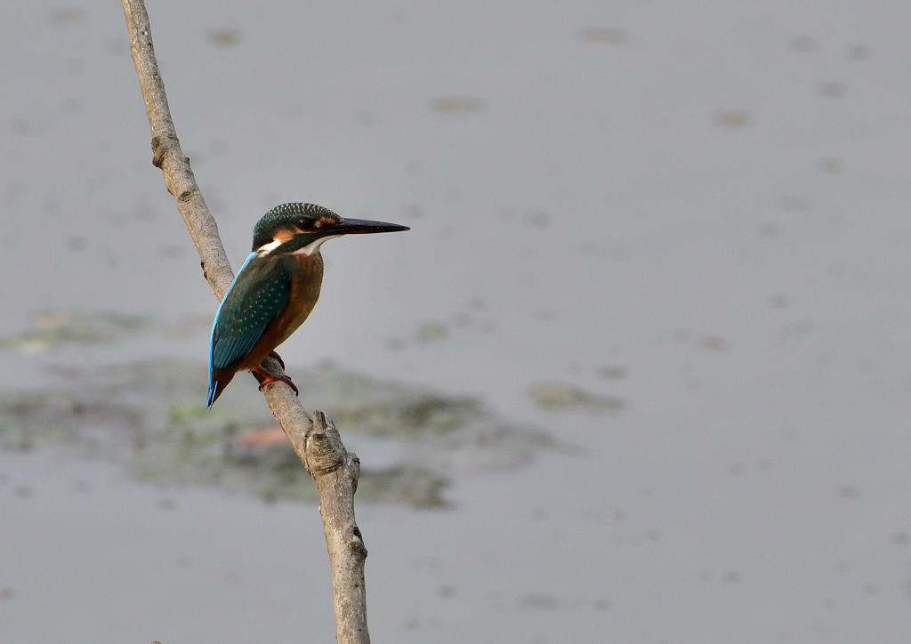 止まり木　８/３