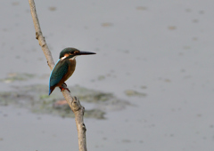 止まり木　８/３