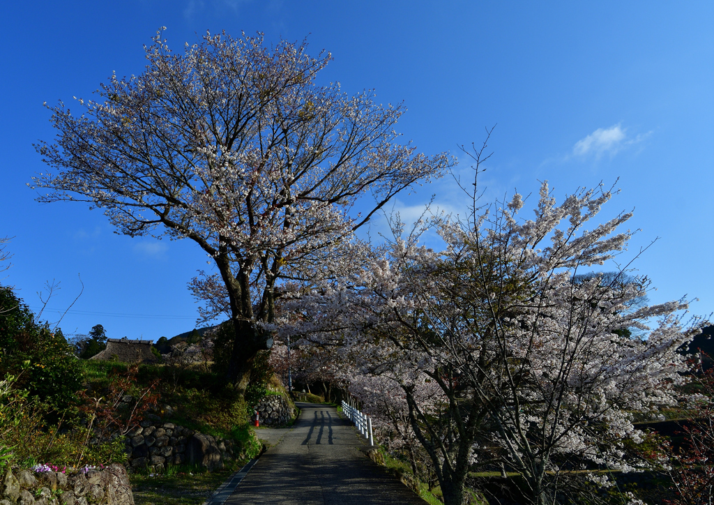 春の参道　４/９