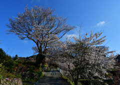 春の参道　４/９