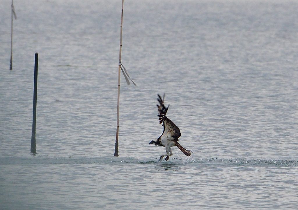 ミサゴ　１１/６❸